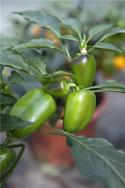 Capsicum annuum