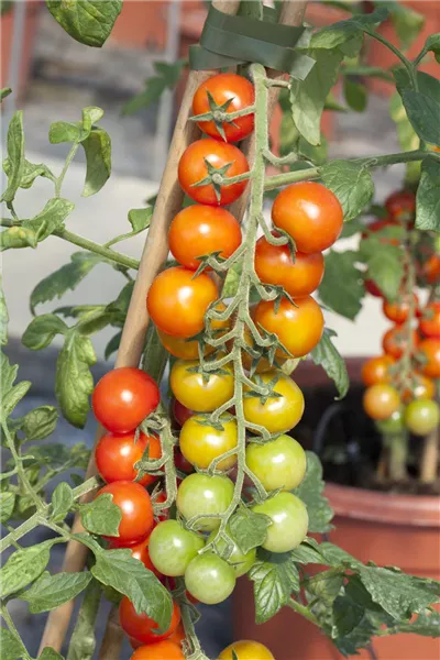 Solanum lycopersicum
