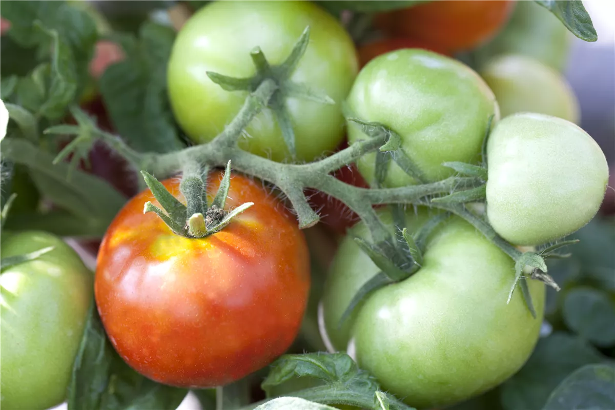 Tomaten nachreifen lassen - Gartencenter Heuschkel