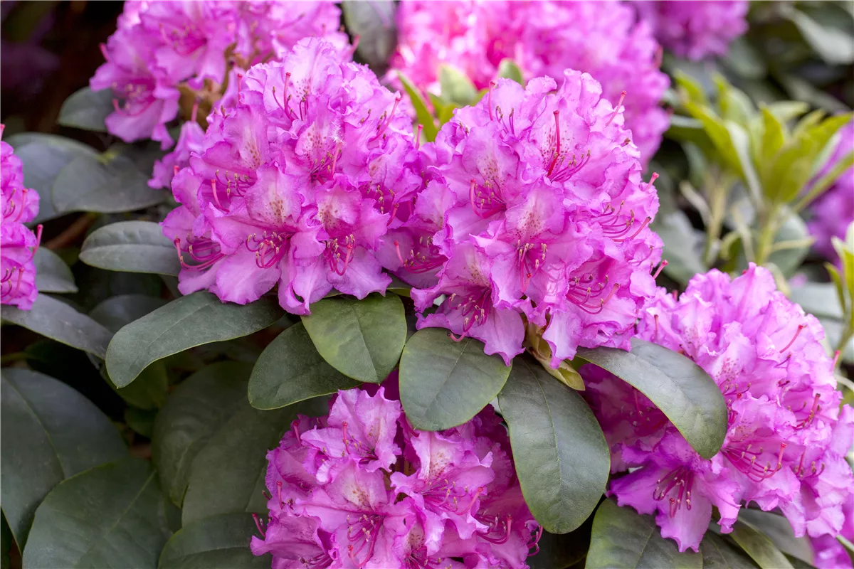 Rhododendron verjüngen - Gartencenter Heuschkel