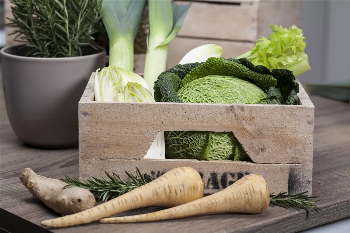 Lagergemüse trocken halten - Gartencenter Heuschkel