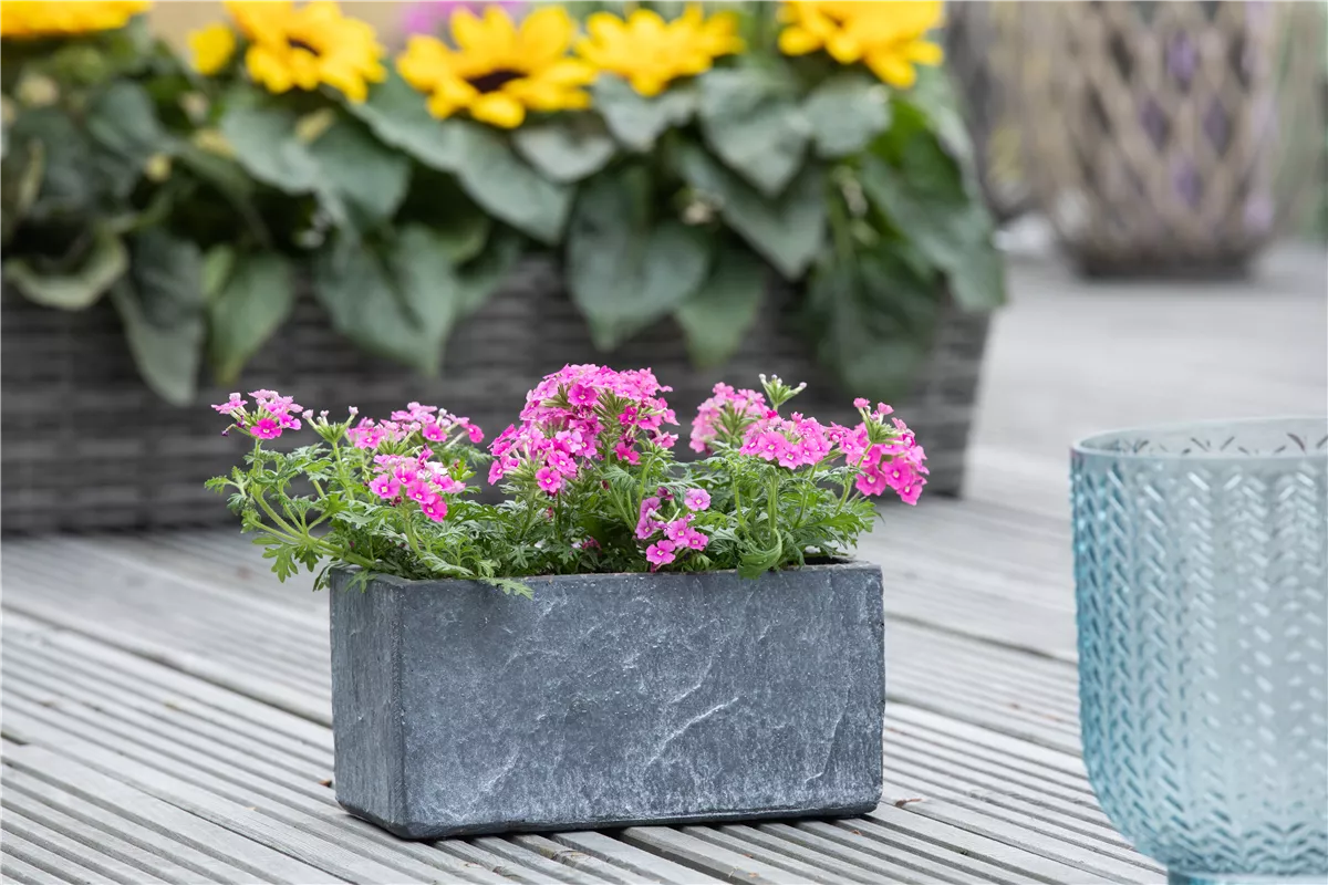 Der Balkon ist immer ein schöner Anblick - Gartencenter Heuschkel