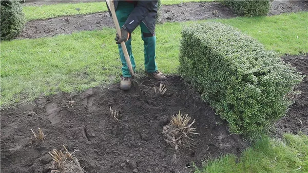 Dahlien - Einpflanzen im Garten (thumbnail)