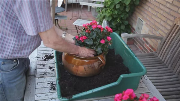 Blumenkübel - Bepflanzen mit mehreren Sommerblumen