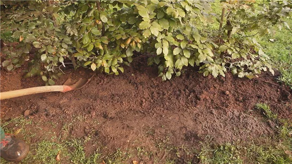 Rotbuchenhecke - Einpflanzen im Garten (thumbnail)
