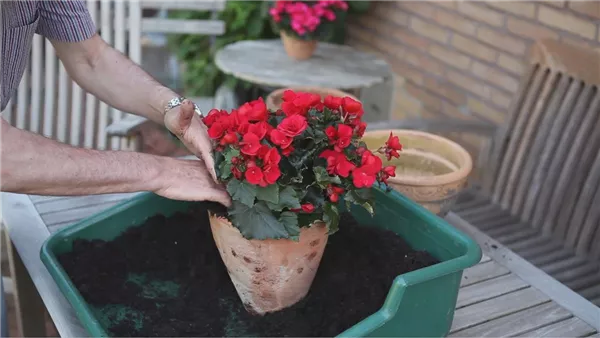 Blumenkübel - Bepflanzen mit Sommerblumen (thumbnail)