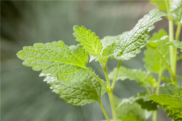 Mentha