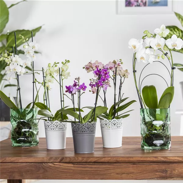 Phalaenopsis