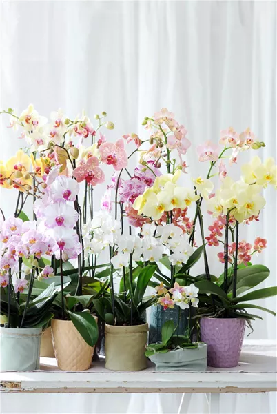 Sortimentsauswahl Phalaenopsis