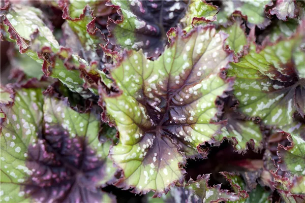 Begonia rex