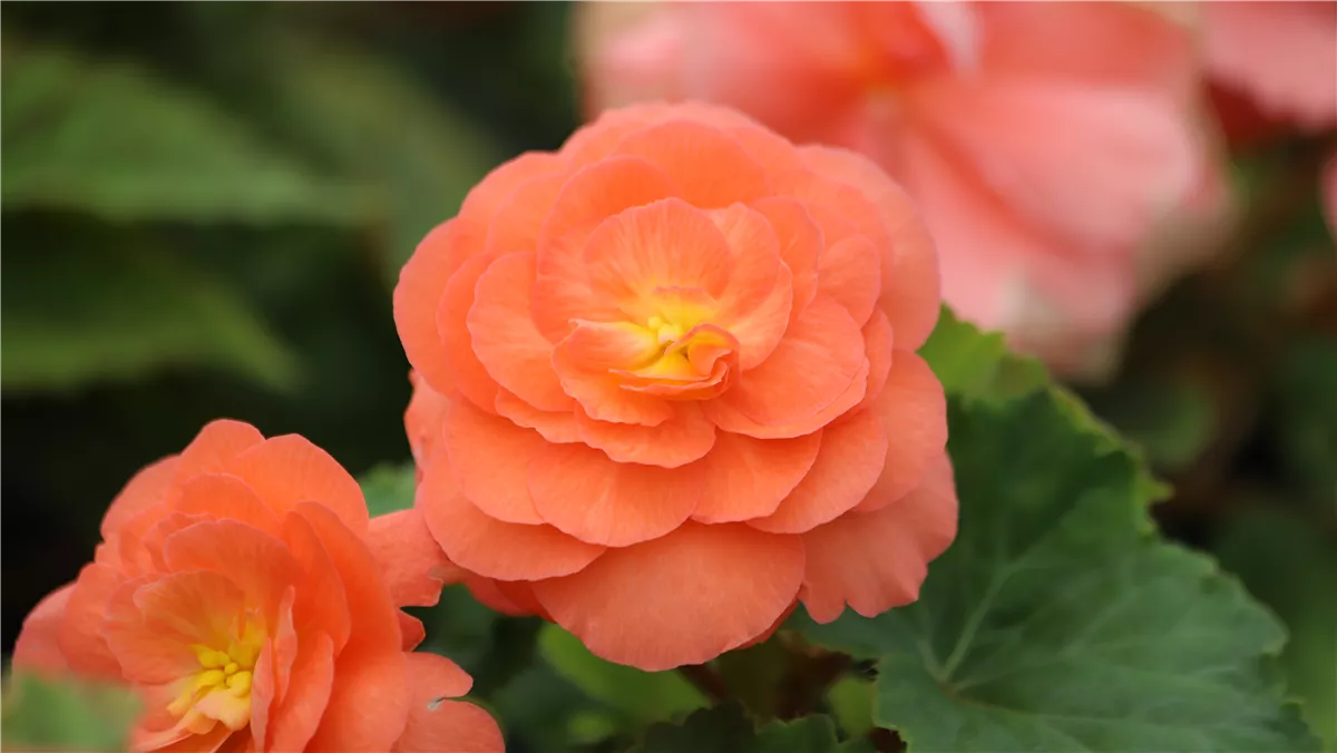 Pflanze des Monats April: Begonie - Gartencenter Heuschkel