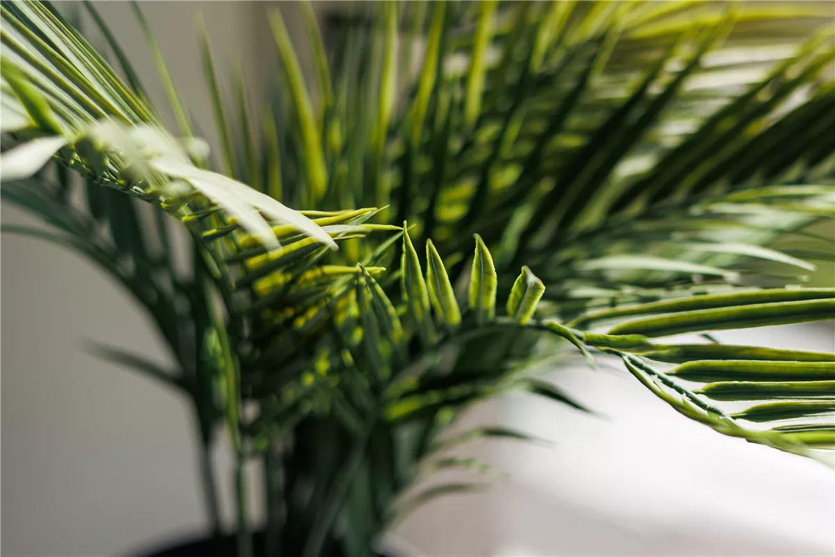 Pflanze des Monats Februar 2020: Goldfruchtpalme - Gartencenter Heuschkel