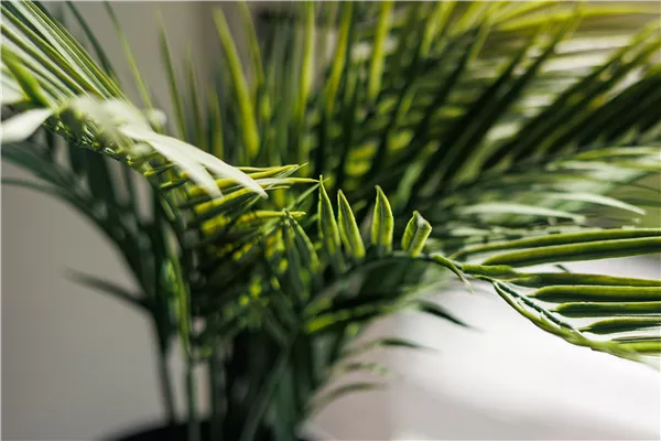 Pflanze des Monats Februar 2026: Goldfruchtpalme