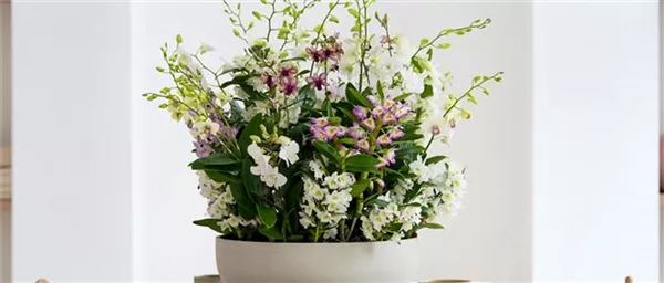 Pflanze des Monats März 2026: Dendrobium