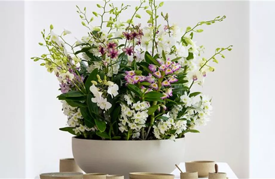 Pflanze des Monats März 2026: Dendrobium