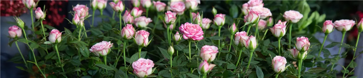 Pflanze des Monats Mai: Topfrose - Gartencenter Heuschkel