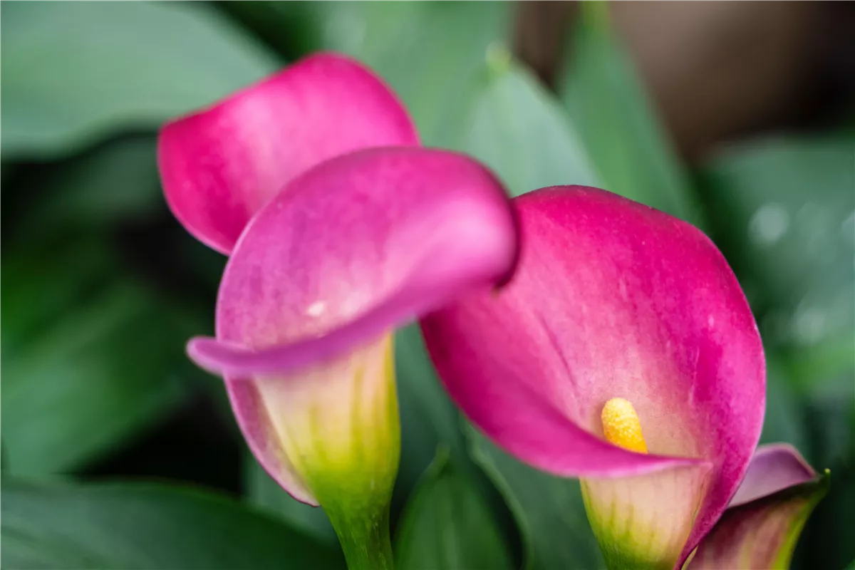Pflanze des Monats Juni: Calla - Gartencenter Heuschkel