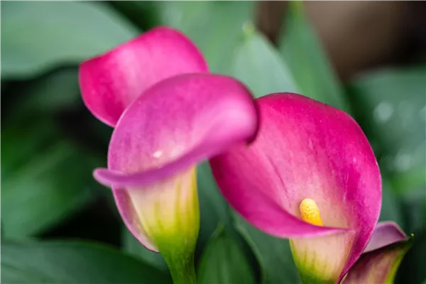 Pflanze des Monats Juni 2026: Calla