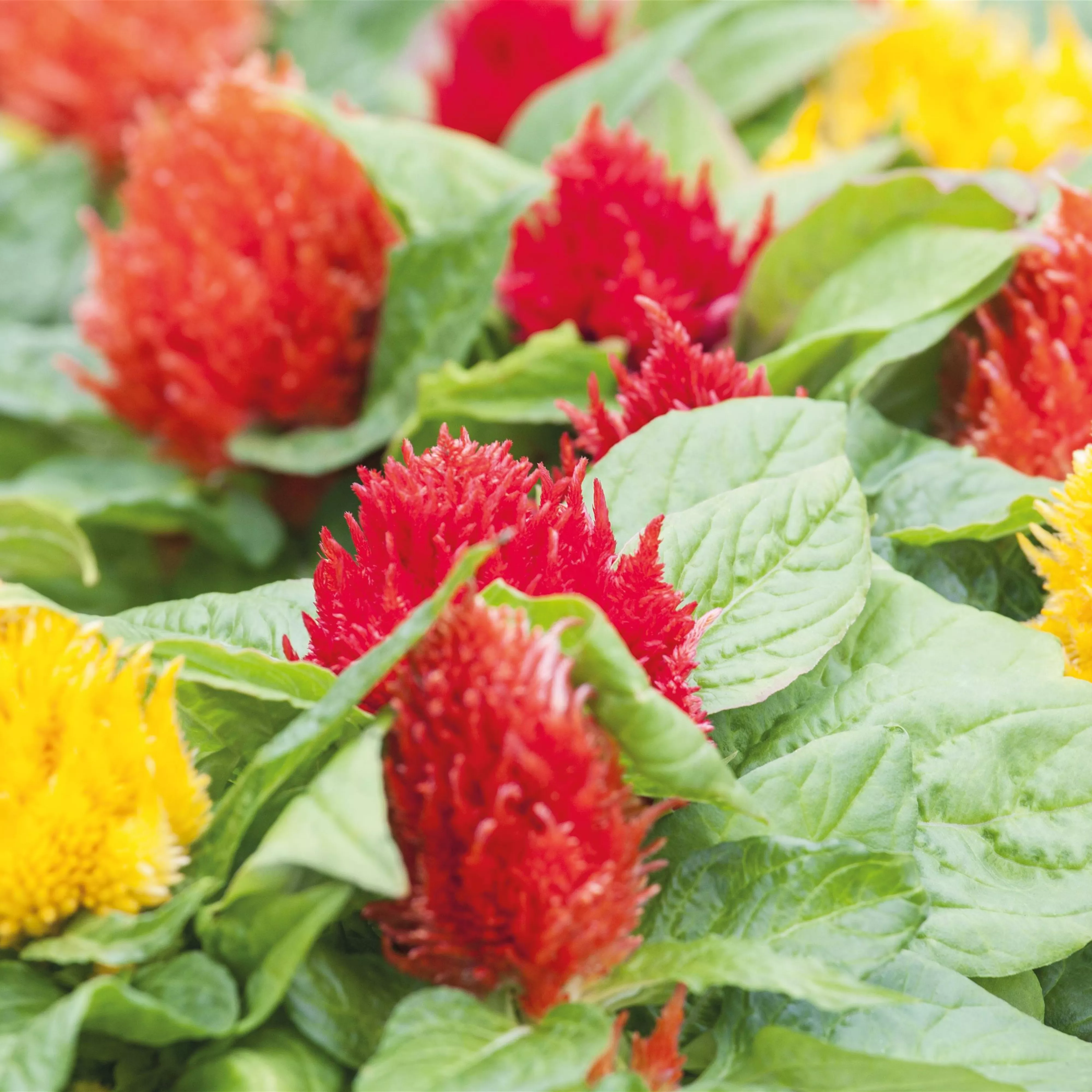 Pflanze des Monats Juli 2026: Celosie