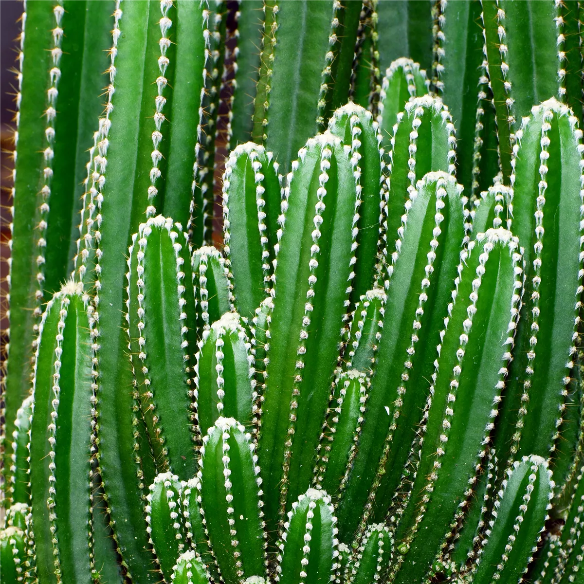 Pflanze des Monats August: Kaktus - Gartencenter Heuschkel
