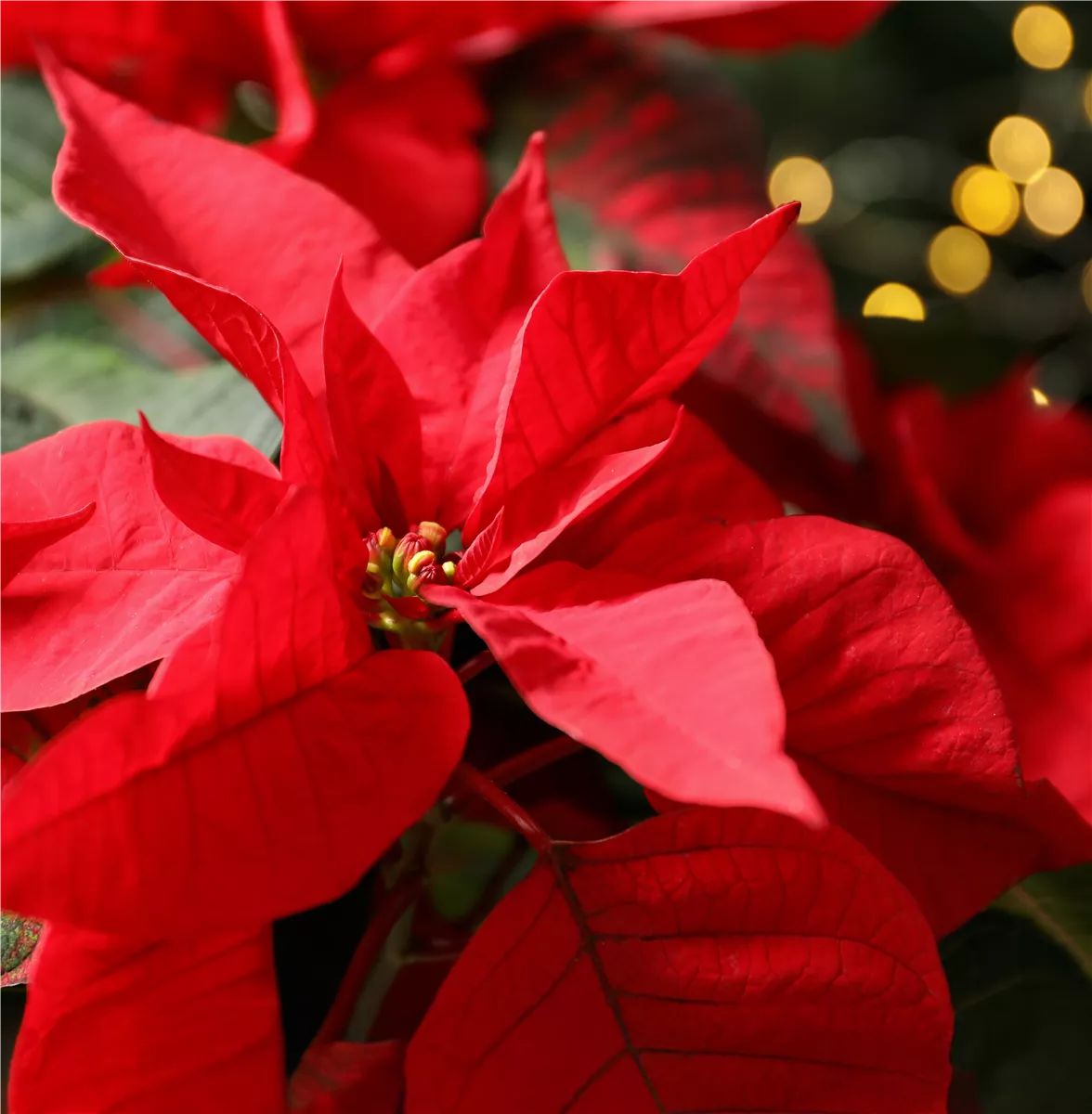 Pflanze des Monats November: Poinsettie - Gartencenter Heuschkel