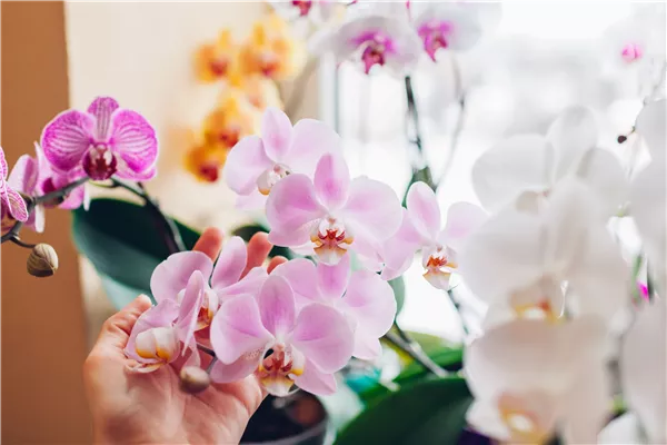 Pflanze des Monats Januar 2026: Phalaenopsis