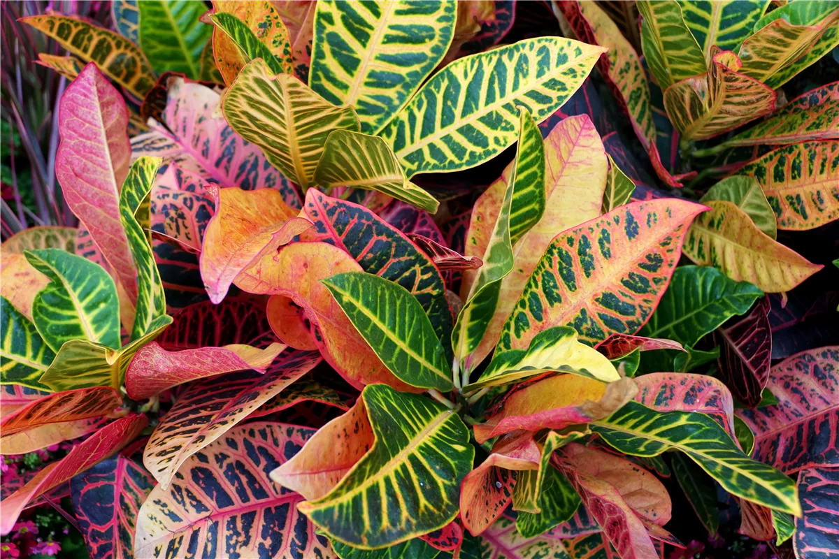 Pflanze des Monats Oktober: Kroton - Gartencenter Heuschkel