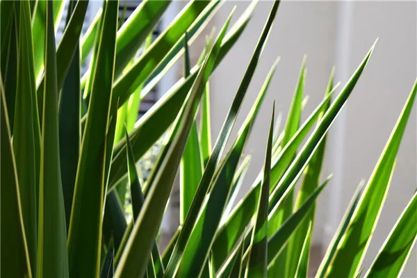 Pflanze des Monats Dezember 2026: Yucca