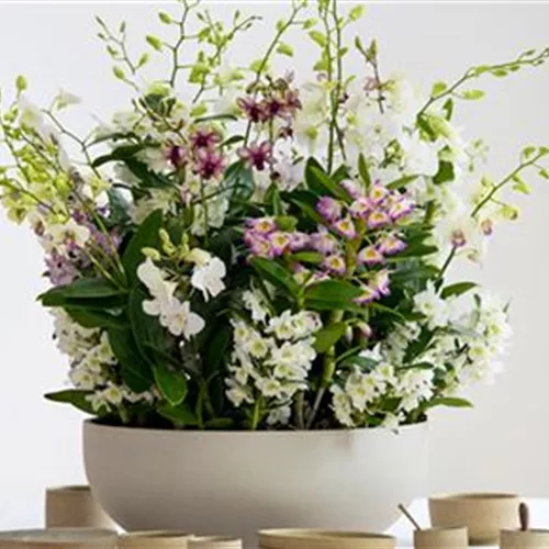 Pflanze des Monats März 2026: Dendrobium