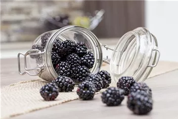 Obst im Kübel: Brombeeren
