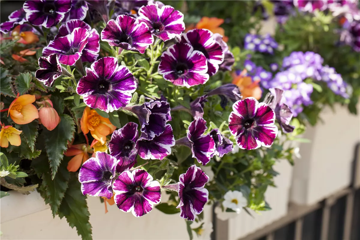Verwelkte Blüten entfernen - Gartencenter Heuschkel