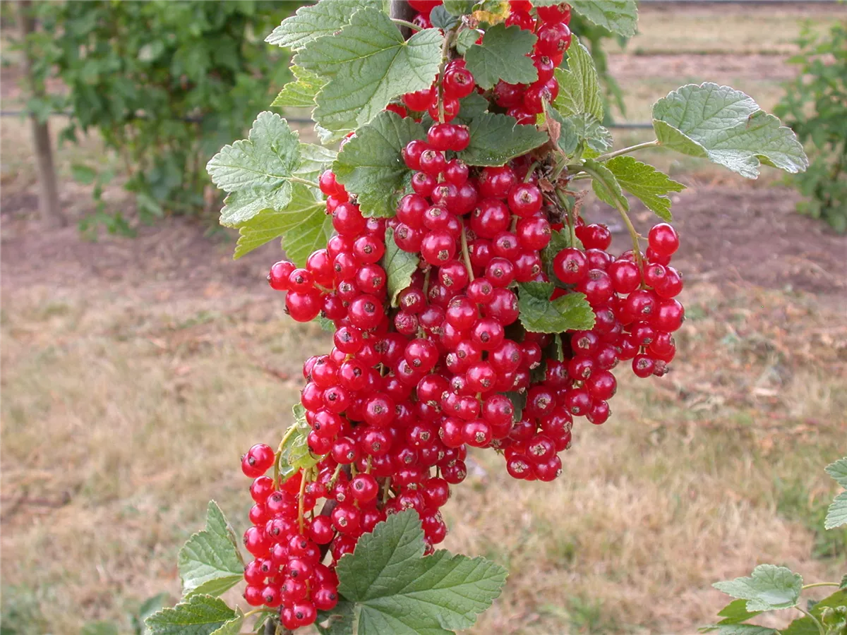 Johannisbeeren - Gartencenter Heuschkel