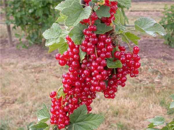 Johannisbeeren