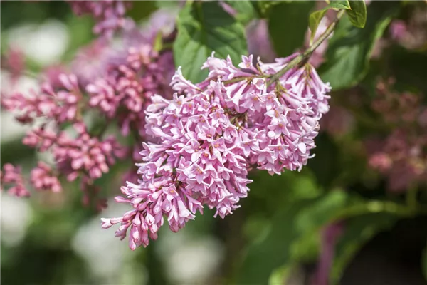 Fliederblüten ausbrechen