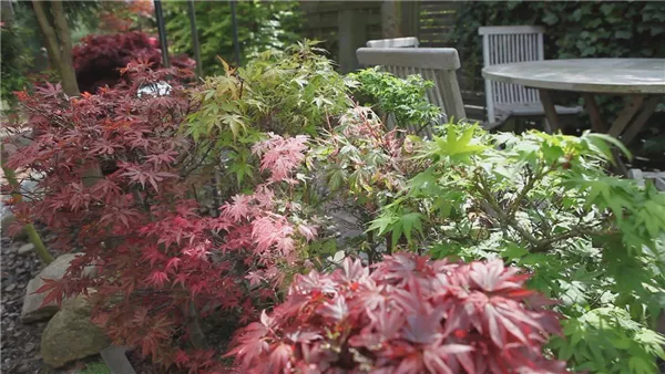 Gartengestaltung - Japanischer Ahorn (thumbnail)