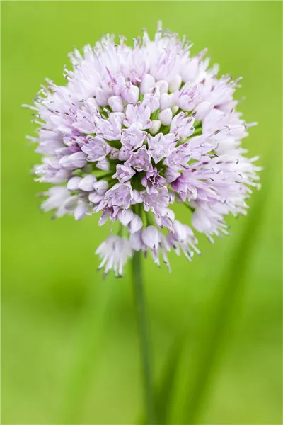 Allium 'Summer Beauty'