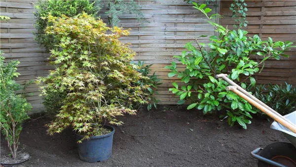 Fächer-Ahorn - Einpflanzen im Garten (thumbnail)