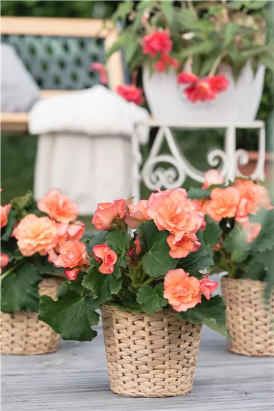 Begonia x tuberhybrida, gefüllt