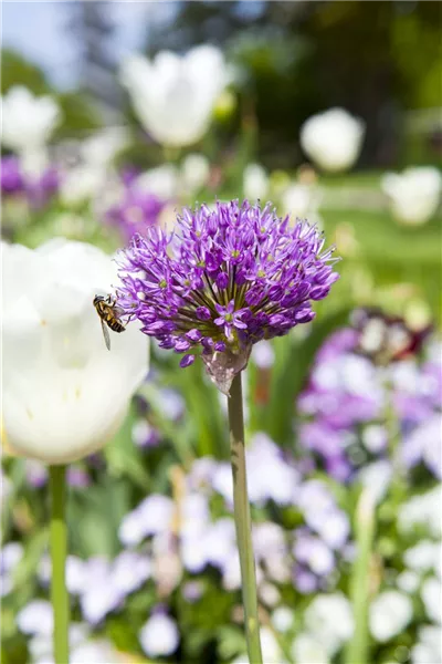Allium 'Lucy Ball'