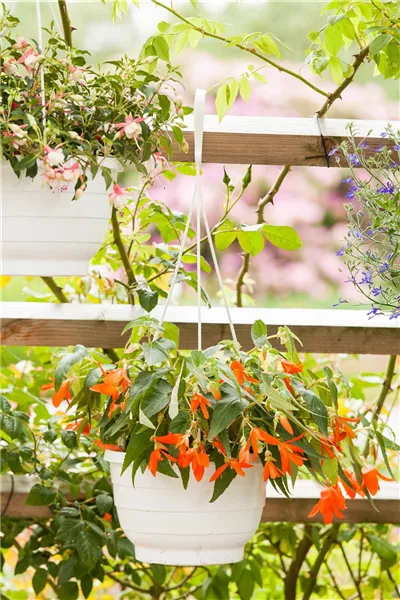 Begonia bertinii