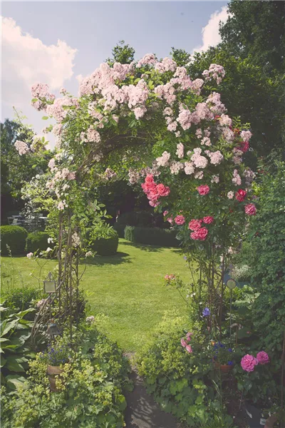 Rosa, rosa