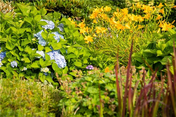 Grüner Daumen Tipp März 2019