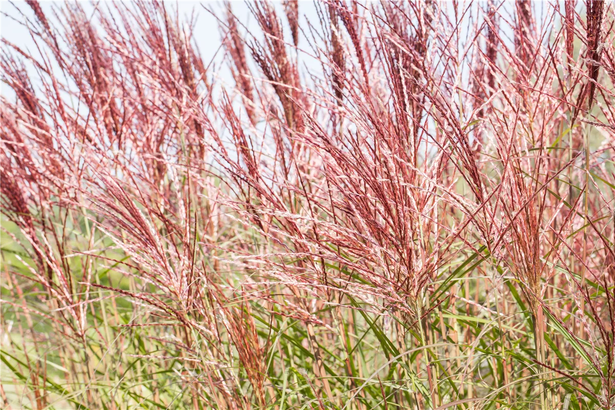 Gräser – vielseitig und schön - Gartencenter Heuschkel