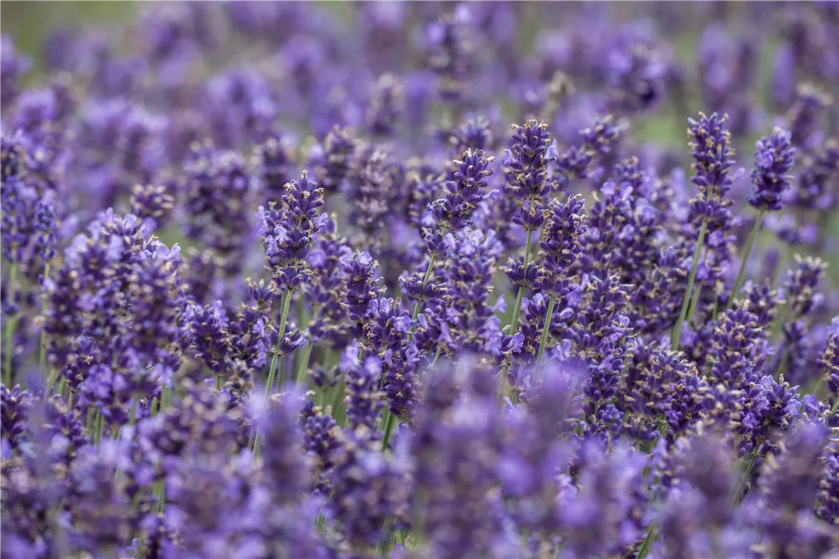 Lavendel - Pflegehinweise - Gartencenter Heuschkel
