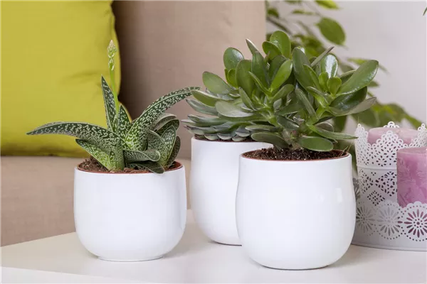 Aloe Vera - die Pflanze, die schön macht