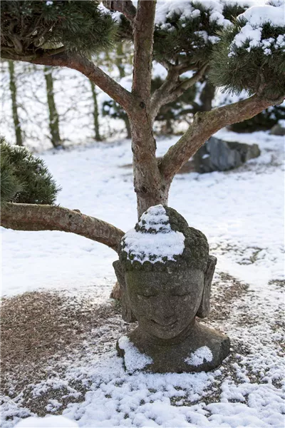 Gartenbonsai Dekobuddhakopf
