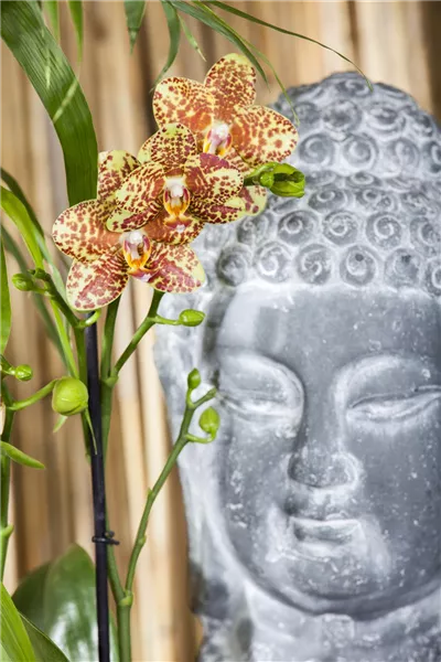 Phalaenopsis