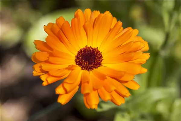 Calendula officinalis