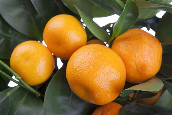 Orangen im Beet