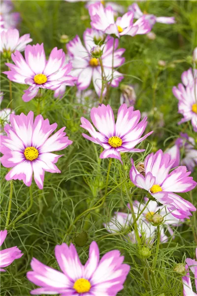 Cosmos bipinnatus